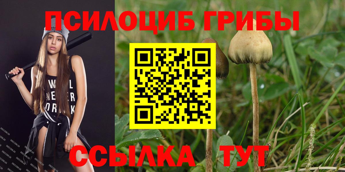 Псилоцибиновые грибы Cubensis Черногорск